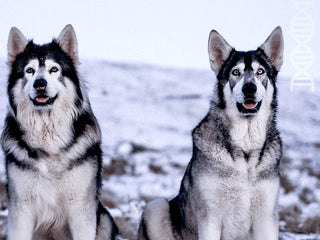 The History of Dire Wolves
