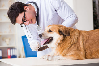 10 Questions to Ask Your Veterinarian About Senior Dog Care