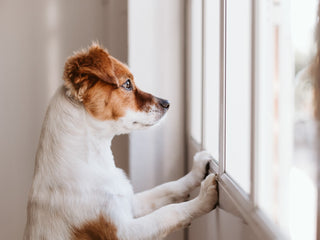 Post-Pandemic Separation Anxiety in Dogs