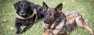 two working dogs from mission k9 rescue sitting next to each other in their vests