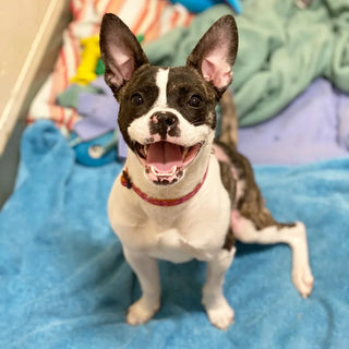 ramona from the mspca angell
