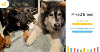two dogs next to an image of breed ancestry results from an embark breed identification test, showing 50% akita and 50% alaskan malamute