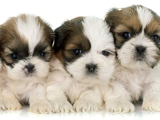 Bring the Family: Why You Should DNA Test Your Litters