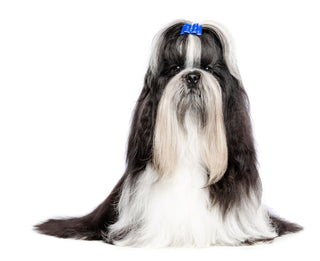 Should I breed a dog tested as a carrier or at-risk?