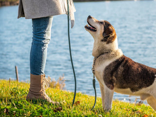 Tips for Training a Rescue Dog