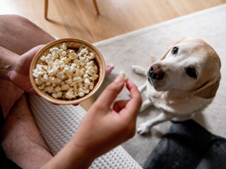 Can Dogs Eat Popcorn?