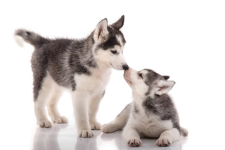 A Guide to Siberian Huskies