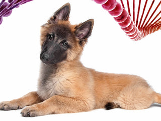 Beyond Dog DNA Tests: What Breeders Should Know About Complex Genetics