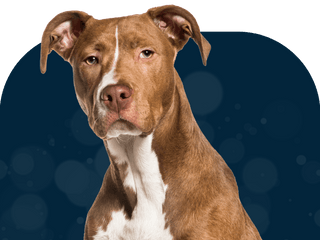 Case Study: How genetic testing uncovered a dog’s risk for HUU