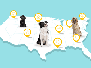 The State of Dog Care