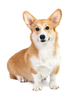 pembroke welsh corgi sitting upright