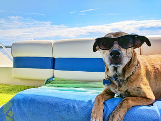 6 Fun Activities To Do With Your Dog This Summer