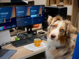 7 Benefits of Take Your Dog to Work Day