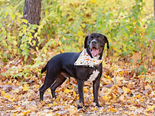 How DNA Testing Helps Shelter Dogs Get Adopted