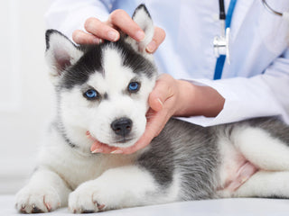 How Veterinarians Can Incorporate Dog DNA Testing Into Their Practice
