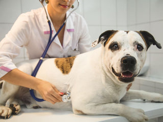 A Veterinarian Explains What Your Dog’s Mast Cell Tumor Risk Means
