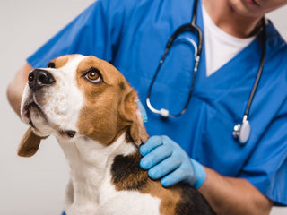 How Veterinarians Can Use Canine Genetic Health Test Results