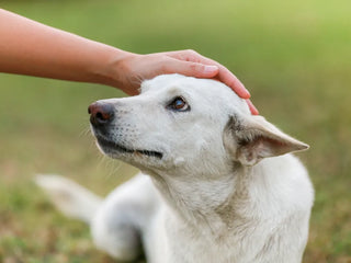 a white dog being pet by a person