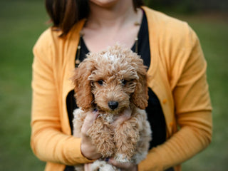 What to Buy For a New Puppy