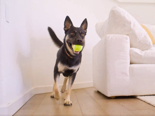 How Dog DNA Testing Helps Willie Nelson Prevent Kidney Stones