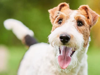 Provide Extra Peace of Mind: Vet-Verify Your Dog’s DNA Sample