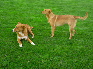 Two tan dogs on a green lawn, one lying with white chest and paws, the other standing in profile.