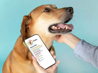 A hand holding a phone with the Embark app showing breed mix results for a dog named Duke next to a brown dog.