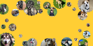 Collage of dozens of customer dog photos framing a yellow background, all Embark dog DNA test dogs