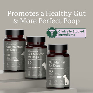 three bottles of 'Gut Maintain for Dogs' on a gray background with text about promoting a healthy gut