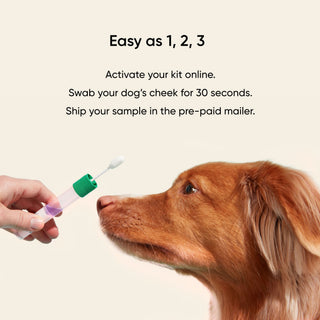 Embark 1,2,3 steps for testing