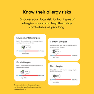 An informational infographic on a bright yellow background titled 'Know their allergy risks' with text about discovering a dog's risk for four types of allergies. Four white rounded cards show Environmental, Contact, Food, and Flea allergy percentages with small bar charts.