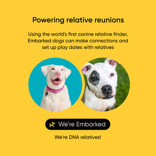 Embarked, a service connecting dogs with DNA relatives, on a yellow background.