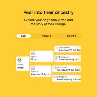 Ancestry exploration interface for dogs with family tree information on a yellow background