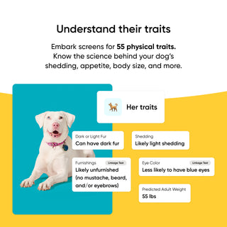 Dog with trait information on a blue and yellow background
