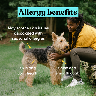 Person in a yellow sweater kneeling on grass to pet an Airedale Terrier, with three Embark Allergy supplement benefit callouts: may soothe skin issues associated with seasonal allergies, skin and coat health, and shiny and smooth coat.