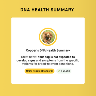 puppy health screening result of dog dna test
