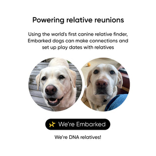 Shows two embarked dogs that were discovered as siblings through the test