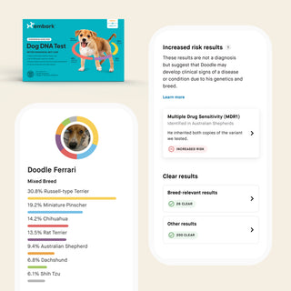 Embark Breed + Health Dog DNA Test teal kit beside app screens showing breed breakdown and health risk results like MDR1 for a mixed-breed dog 