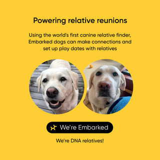 Embarked, a service connecting dogs with DNA relatives, featuring two dogs relatives on a yellow background.