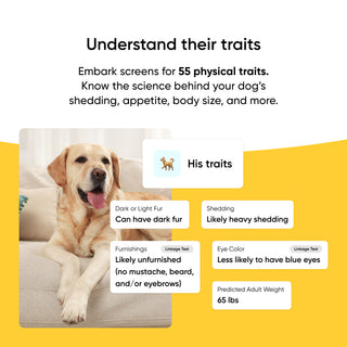 Dog sitting on a couch with trait information displayed on a yellow background