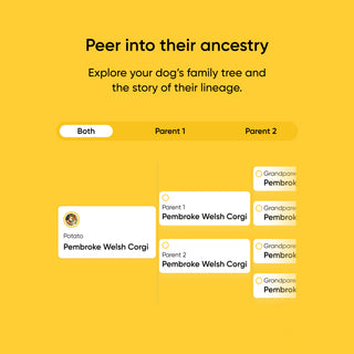 Ancestry exploration interface for dogs with options to select parents and view lineage on a yellow background.
