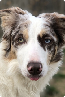 Close-up portrait of an Australian Shepherd dog with blue eyes