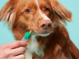 How it works - step 1 - swab