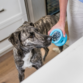 Brindle dog sniffing a blue West Paw Toppl dog toy filled with frozen treats and blueberries