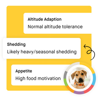 Embark dog DNA trait result cards on a yellow background showing three results for a mixed breed dog: Altitude Adaptation with normal altitude tolerance, Shedding with likely heavy and seasonal shedding, and Appetite with high food motivation. A circular breed mix chart with a dog photo appears in the bottom right corner.