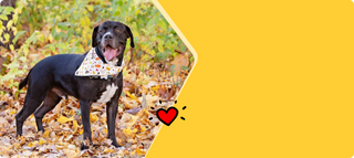 Short-coated black dog with a white chest marking stands in fallen autumn leaves, wearing a printed bandana.