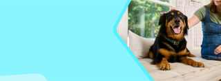 Black and tan long-coated dog lying on a bed while a person in denim overalls pets its head.