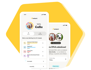 Embark dog DNA test app on two phones showing Calla's breed mix results and a DNA relatives match screen.