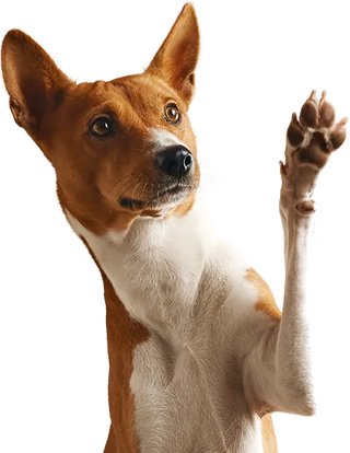 A brown and white Basenji dog standing on its hind legs with one paw raised, photographed against a plain white background.