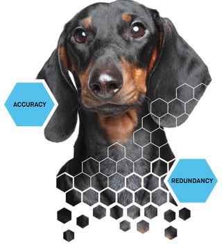 Black and tan short-haired dog with blue hexagon badges reading ACCURACY and REDUNDANCY for dog DNA testing